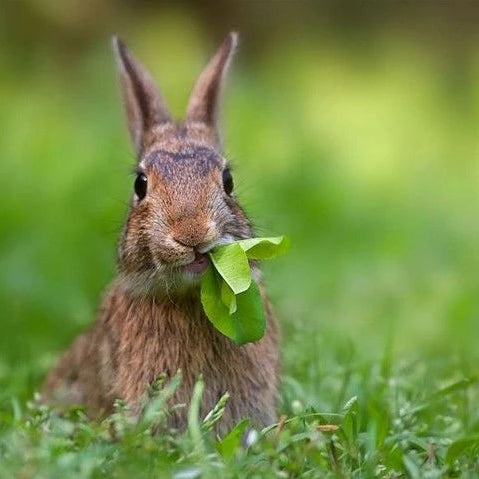 The main part of a rabbit’s diet should be unlimited amounts of fresh hay, grass and clean water
