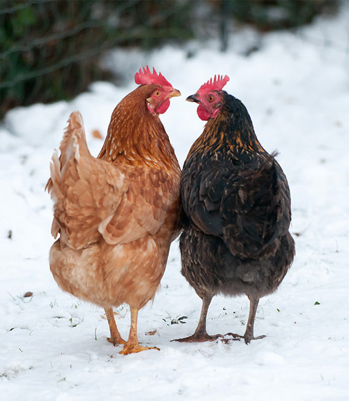 Chickens can stop laying eggs for a number of reasons. The most common is age