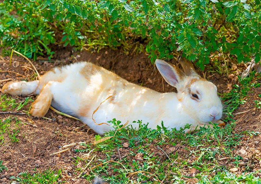Rabbits can live for anywhere between eight and twelve years