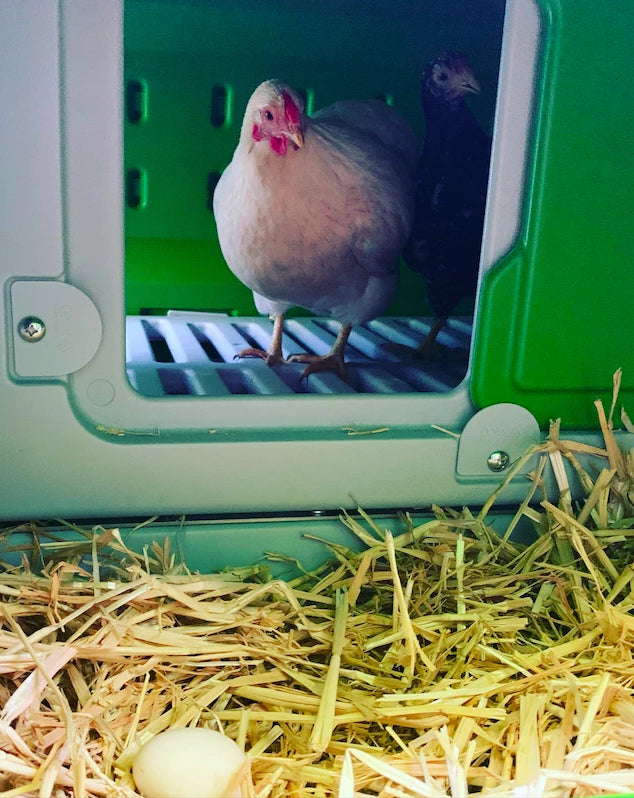 Hens will often lay in places where there are already eggs