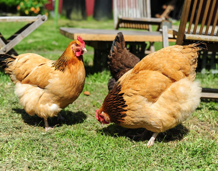 Buff Sussex hens