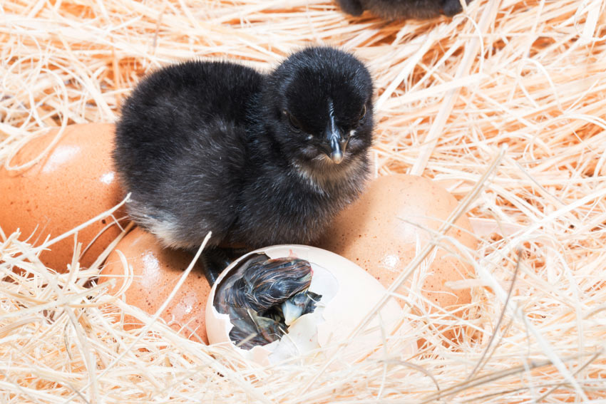 After 20 to 21 days, the chicks will start pipping or breaking through the shell