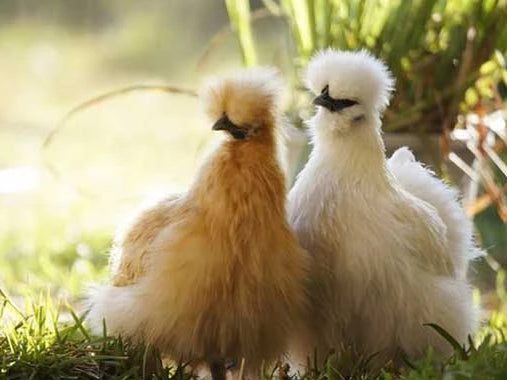 Chinese Silkie