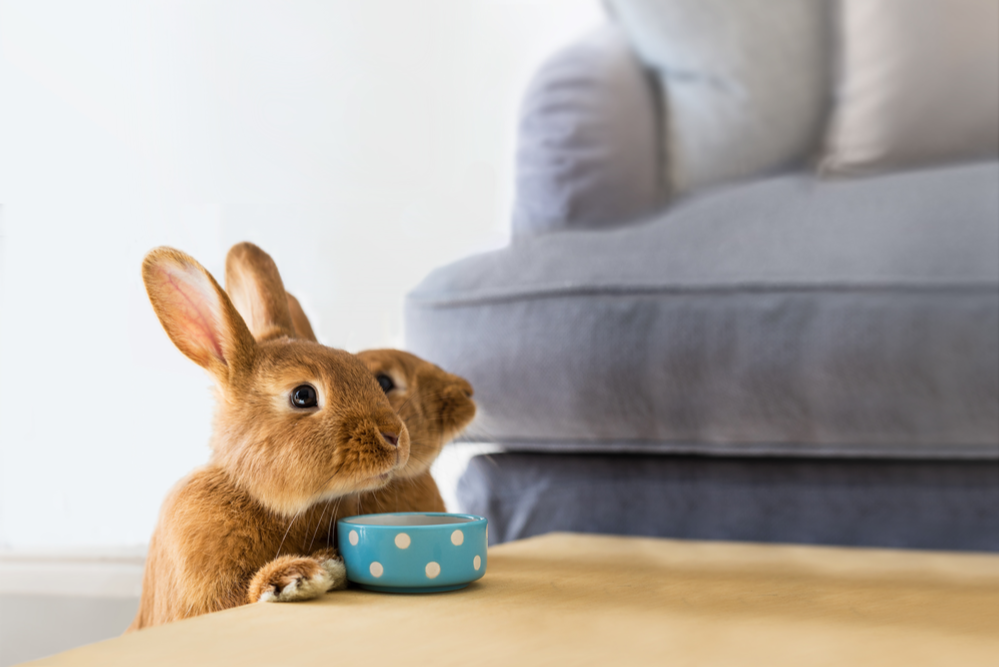 Bringing your rabbits indoors to play