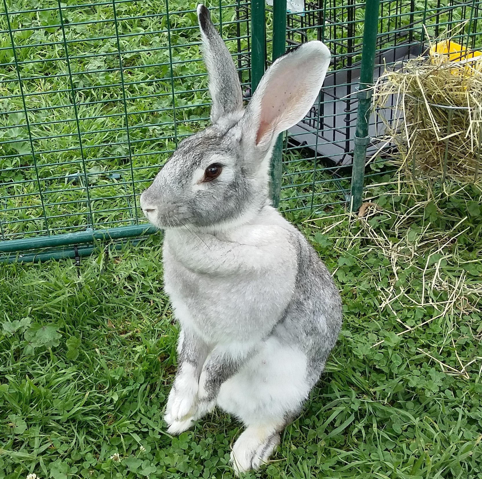 Light Grey Flemish Giant