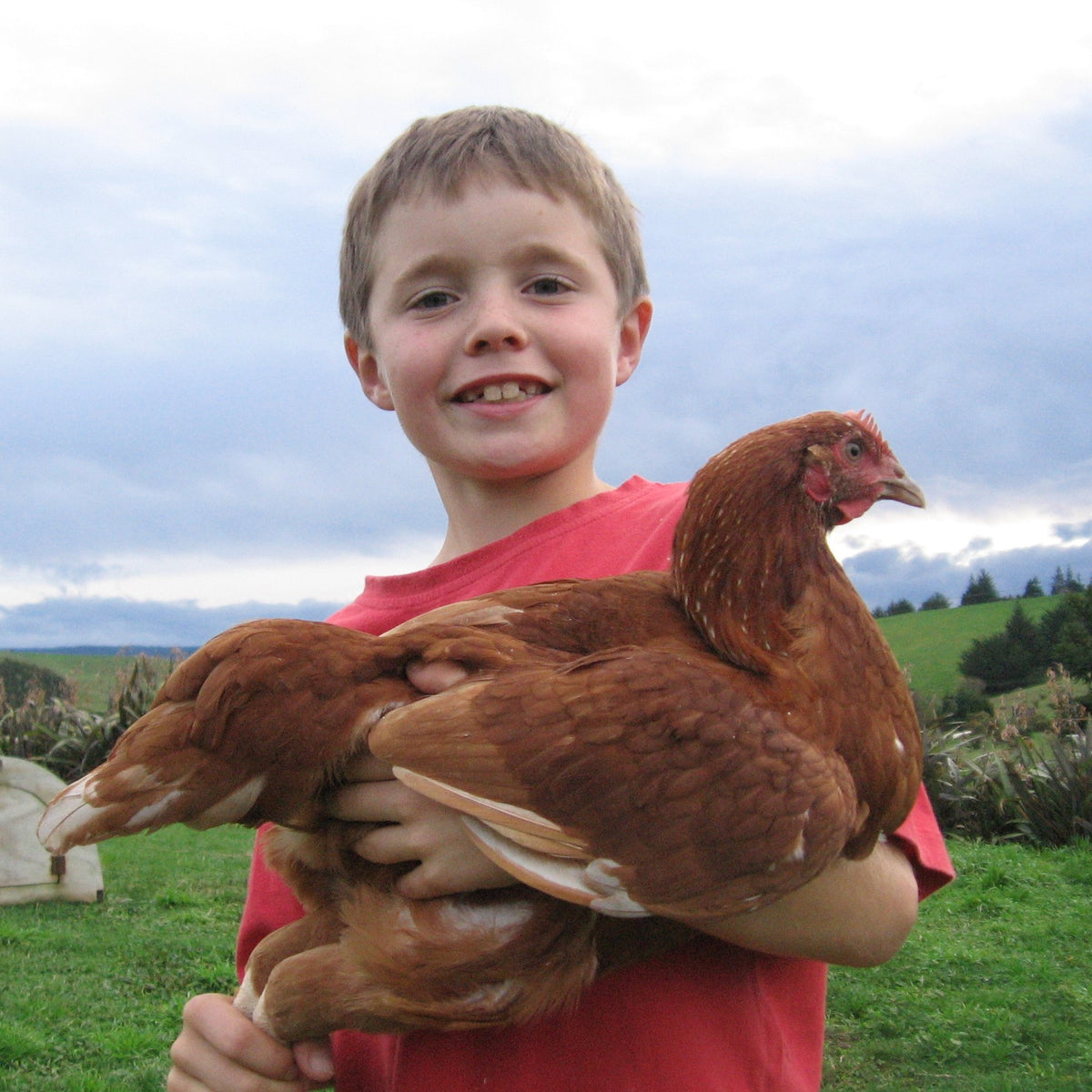 children can readily participate with caring for egg layer hens