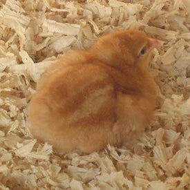 Day old brown shaver chick