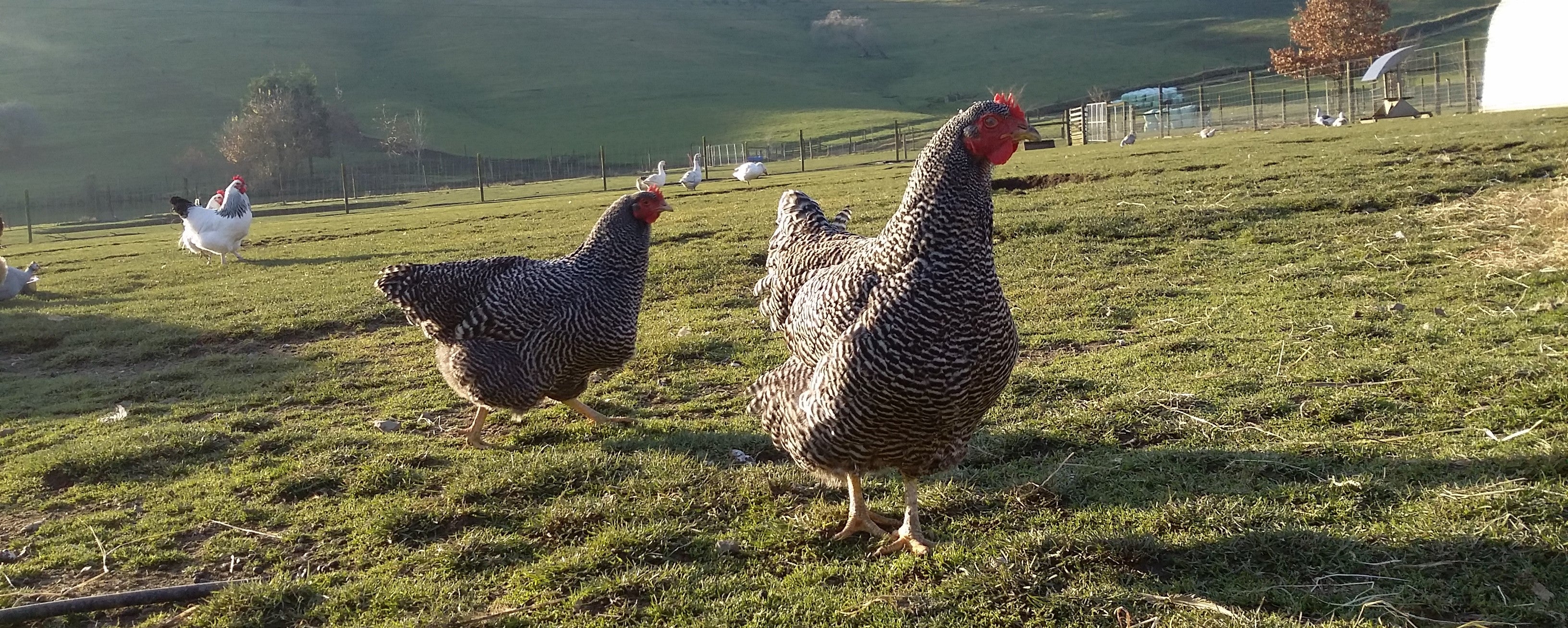 Barred Plymouth Rock hens