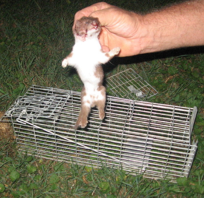 stoats, ferrets and weasels were introduced to New Zealand in the 1880s to control the rabbit population