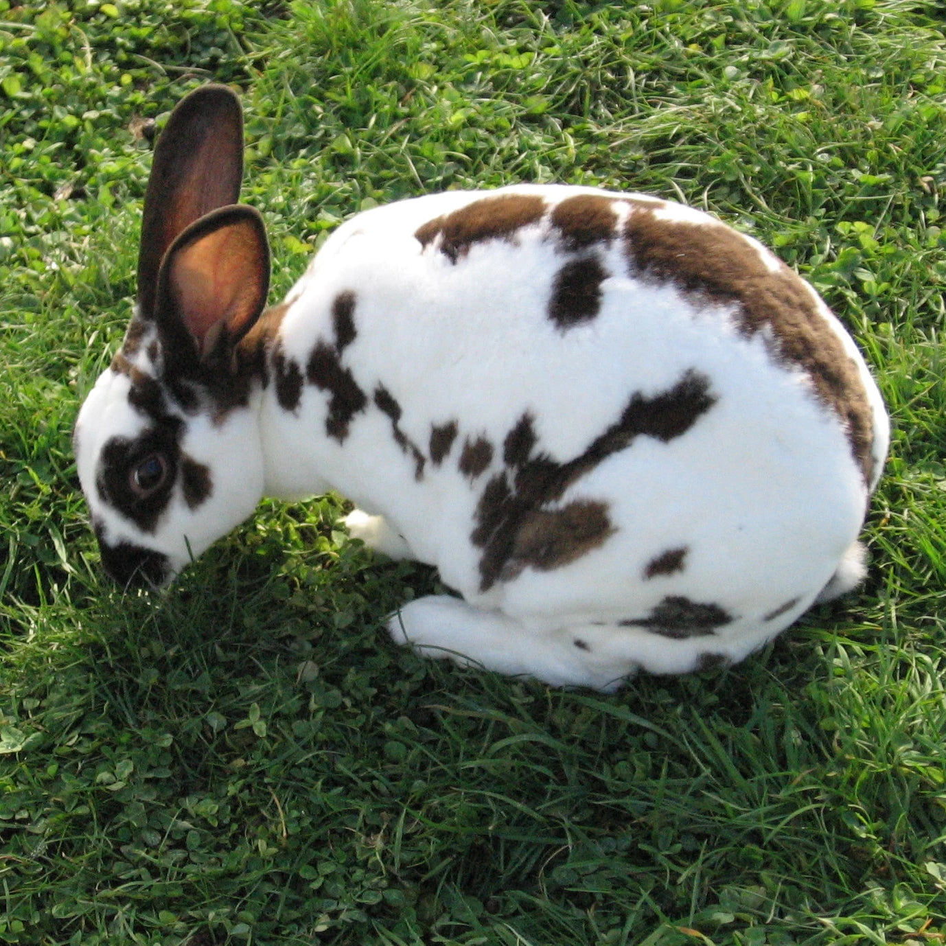 Standard Rex Rabbit