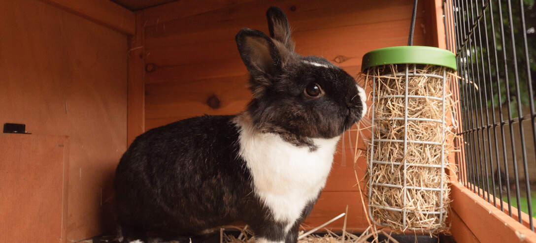 The Caddi makes a great rabbit hay feeder