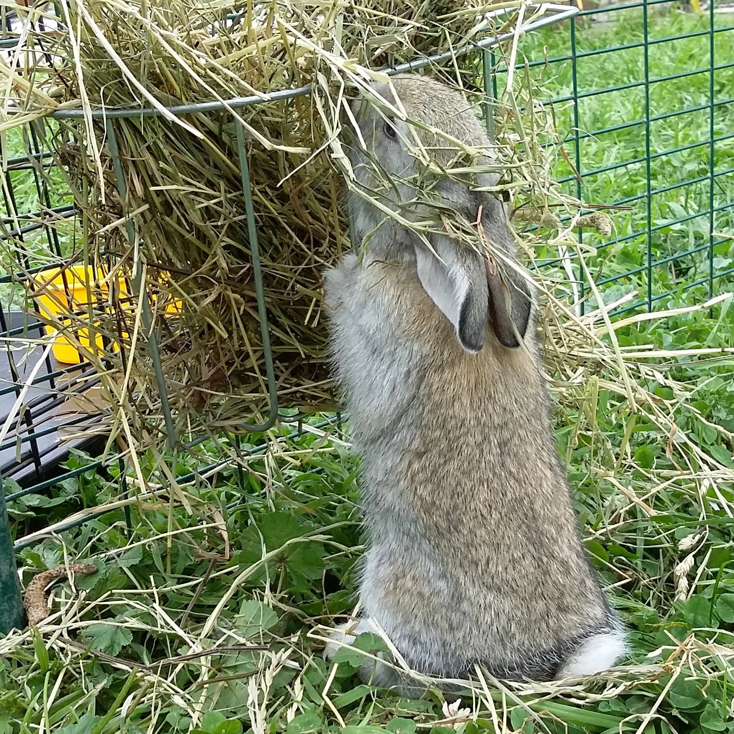 Using a dispenser ensures that your rabbit's hay is kept clean and separate from the bedding hay