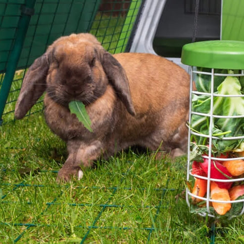 Make sure that your rabbits have plenty of fresh water at all times