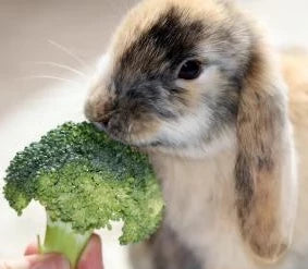 A dietary recommendation for baby rabbits is no fresh foods until 3 months old