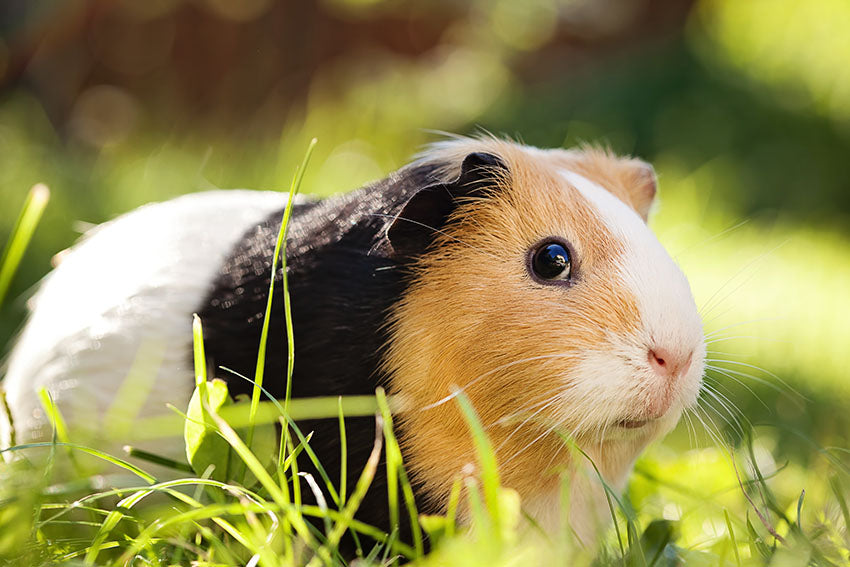 Rabbits and guinea pigs both make great pets, so it’s a tough choice between the two