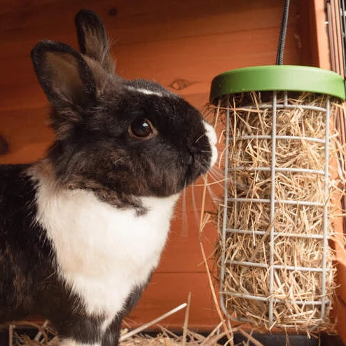 Avoid quick transitions between dry rabbit feeds as it can cause digestive upsets