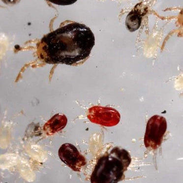 developmental stages of poultry red mite