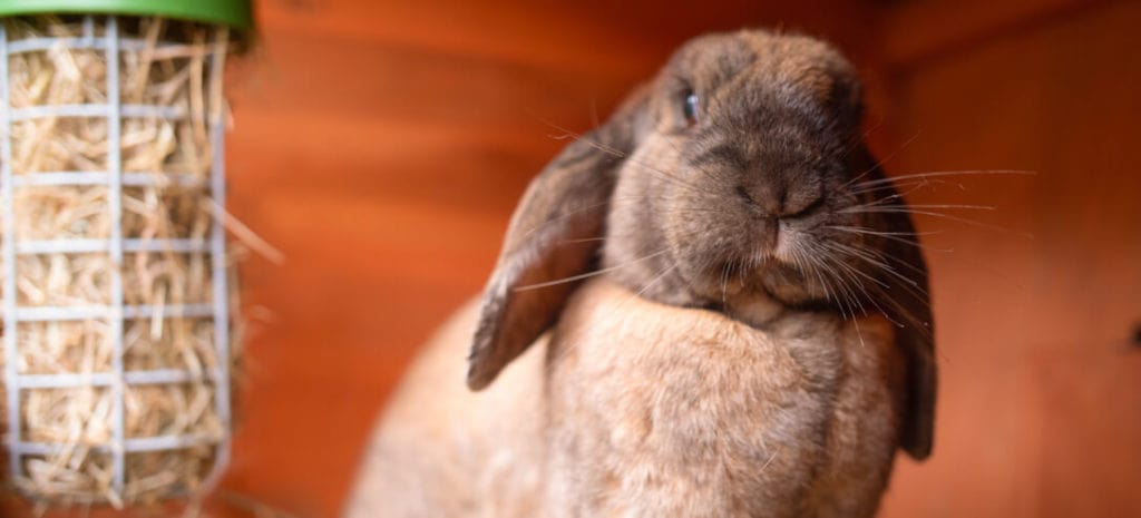 A constant supply of hay helps guinea pigs and rabbits to grind down their teeth