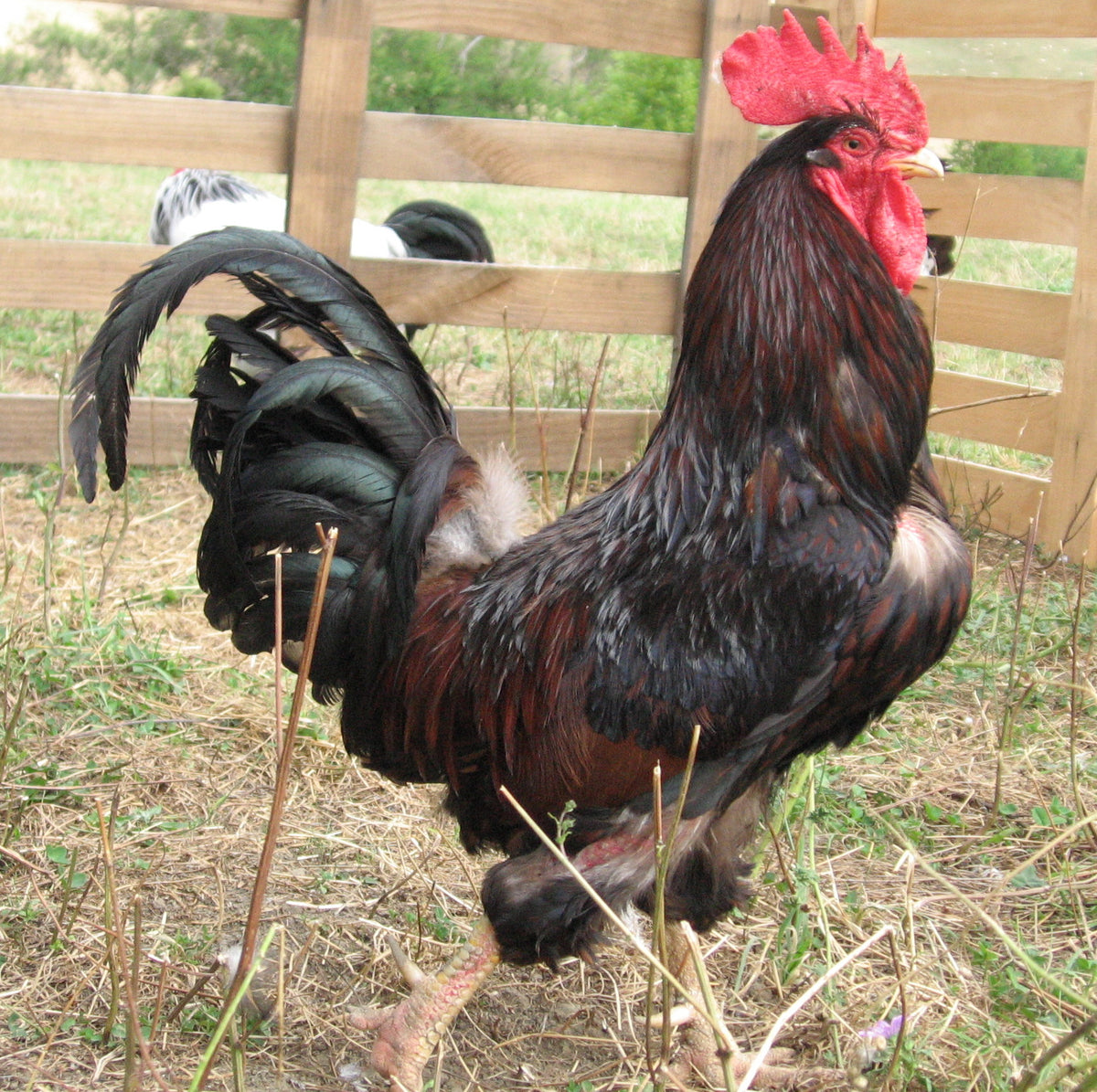 Long arched, Sickle Feathers stick out from a rooster's tail