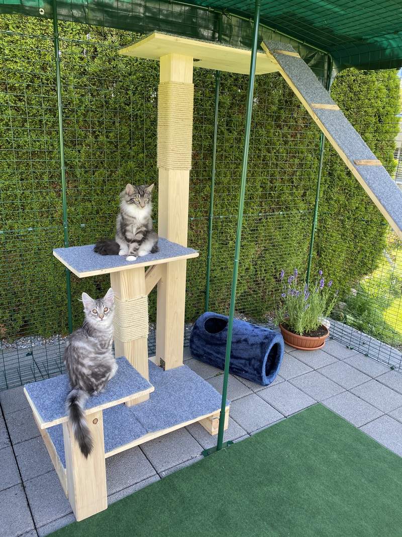 These moggies are enjoy heavenly shade from the Omlet heavy-duty green run covers above