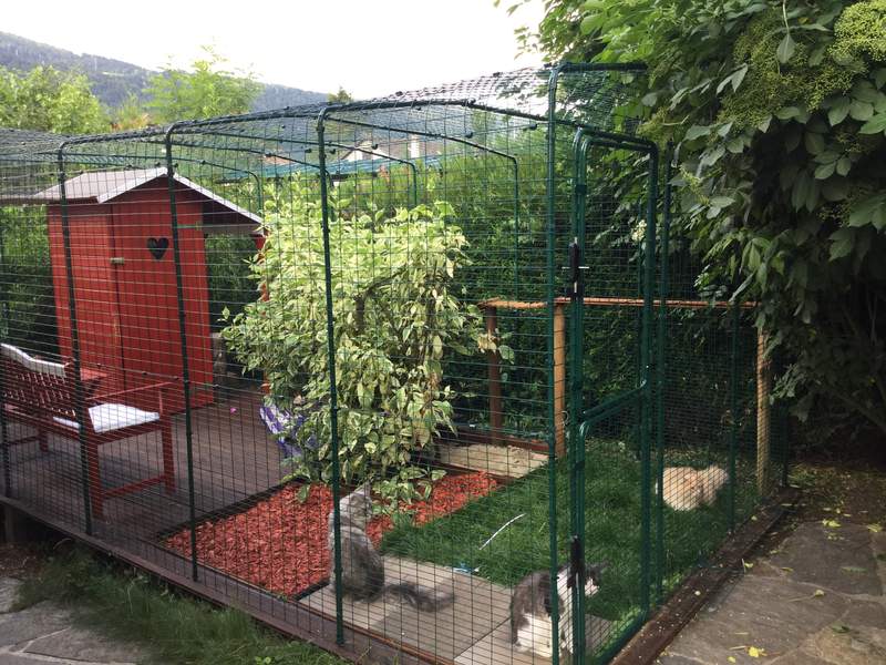 This Catio is a approximately 6m by 3m and the much loved play area for these 3 moggies