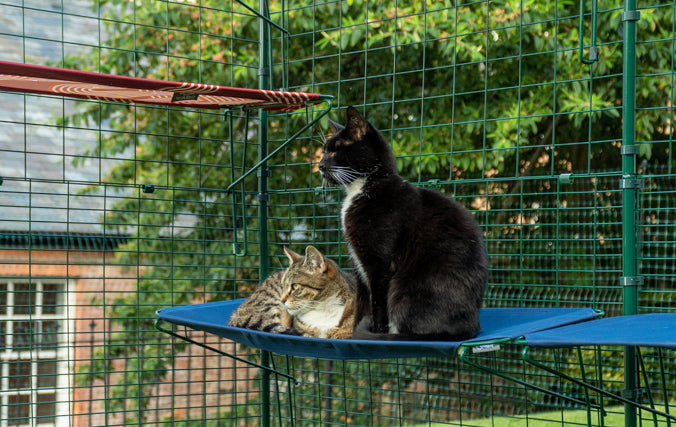 Outdoor Catios allow cats of all breeds, ages and abilities to play, exercise and safely experience the great outdoors. All without the worry of them getting lost