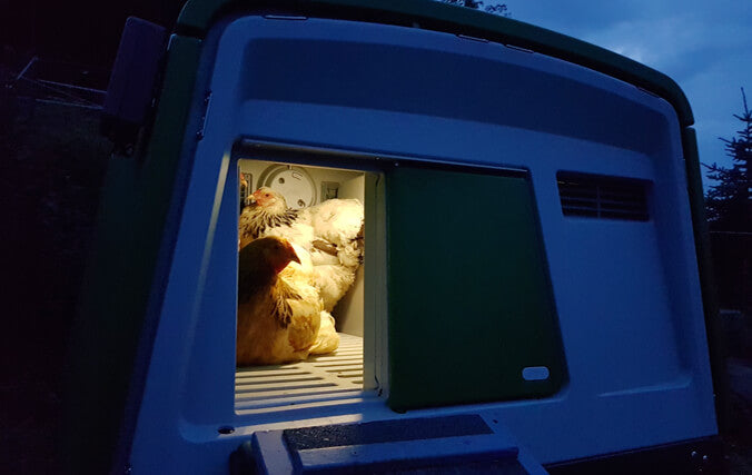 Chickens may suddenly decide they do not want to go into their coop at night, which can be for a number of reasons