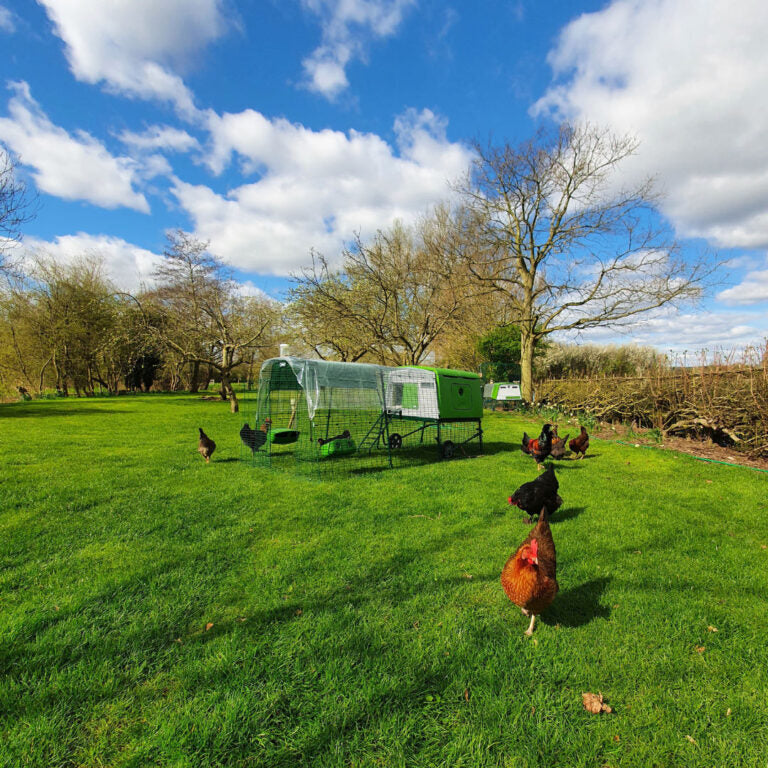 New chickens should be quarantined for at least four weeks