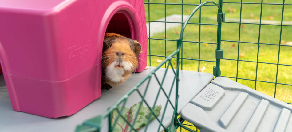 Guinea Pig Platforms are great for exercise and using extra space