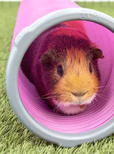 Zippi Guinea Pig Play Tunnels mimic a burrow