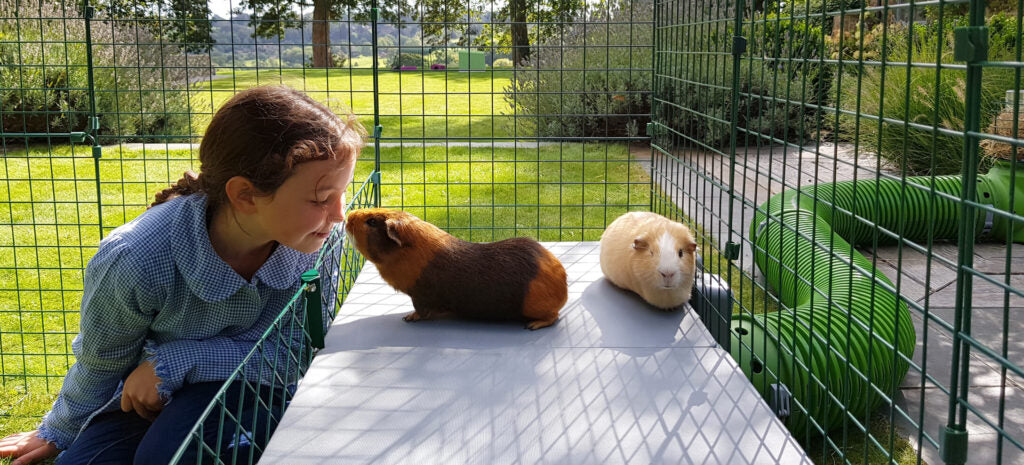 Utilise space and go up with a guinea pig platform. Great for exercise and play