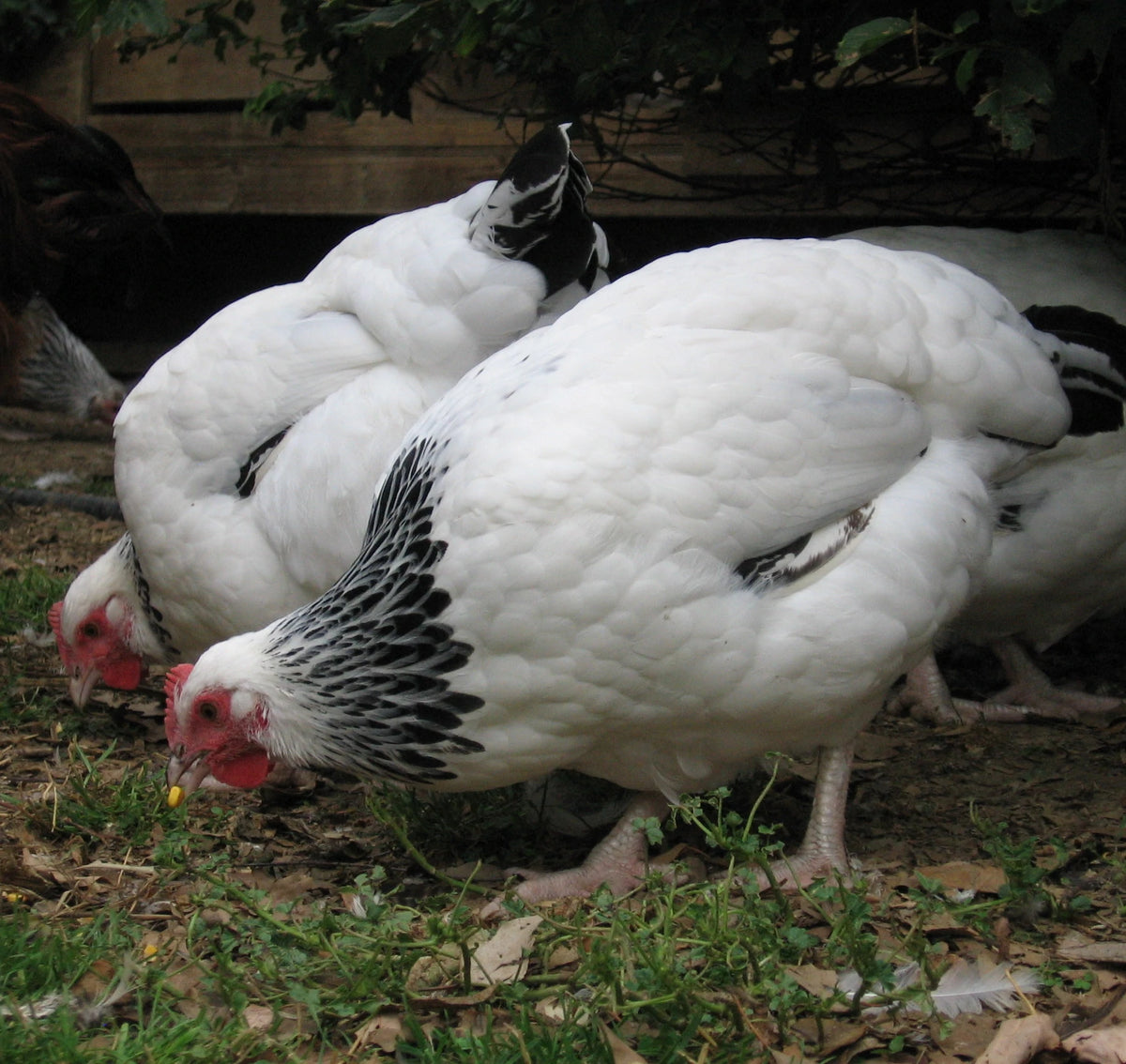 IDENTIFYING A ROOSTER HEN FEATHERS COMPARED BY FEATHERS: TO ROOSTER FEATHERS:  SICKLE WIDER, HACKLE HACKLE ROUNDED