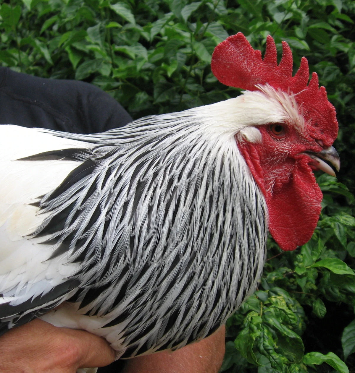 male chickens have long, pointy, and thin hackle feathers