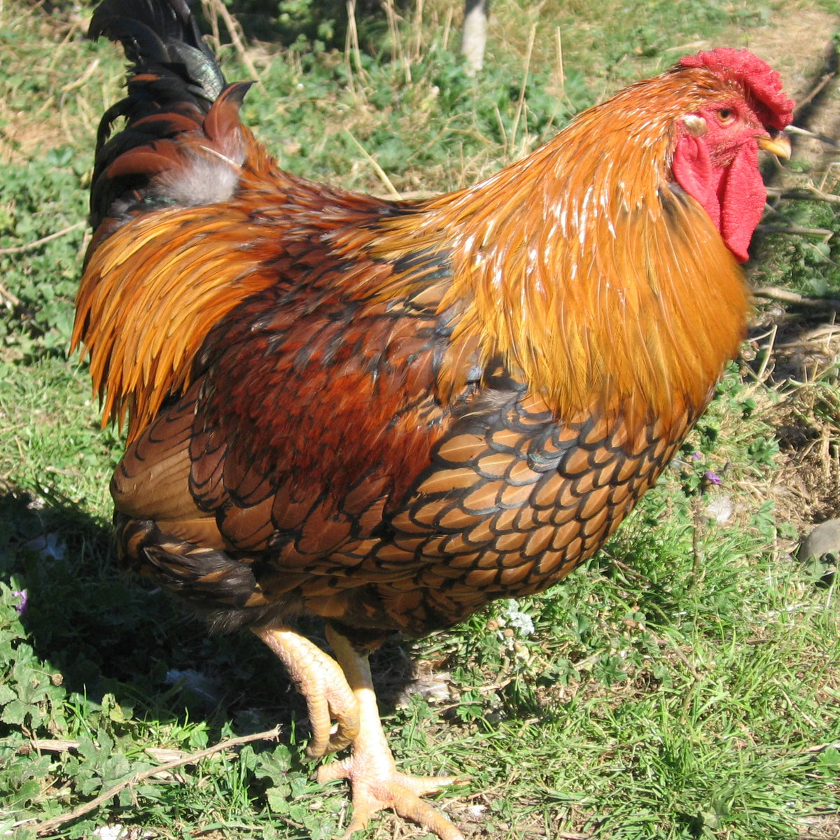 Spot the shiny, long, spiky saddle feathers on this young Gold Laced Wyandotte rooster