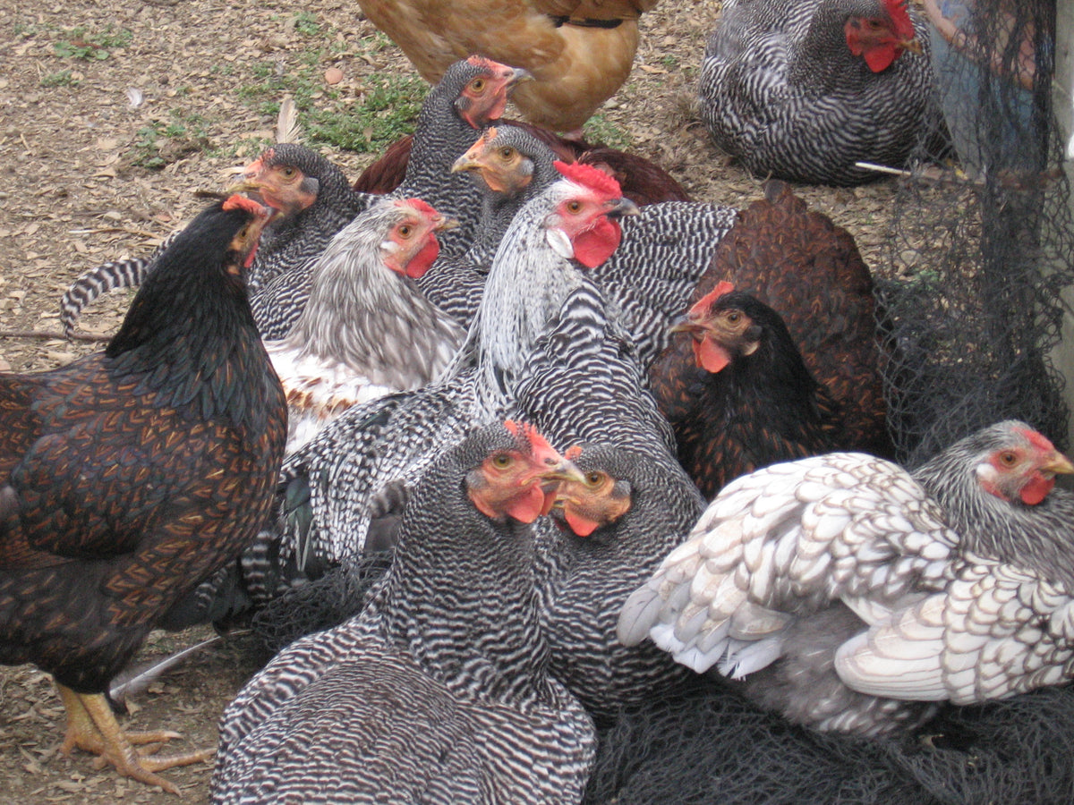 Check out these adolescent chickens in this photo and see if you can spot the boys from the girls