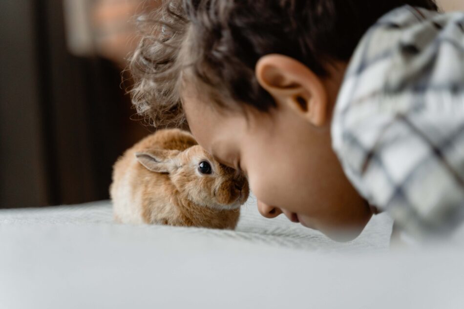 Get involved with playing with your rabbit or guinea pig