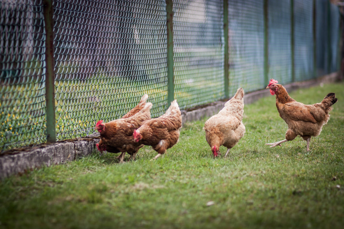 What to Do if the Quarantined Chickens Get Sick