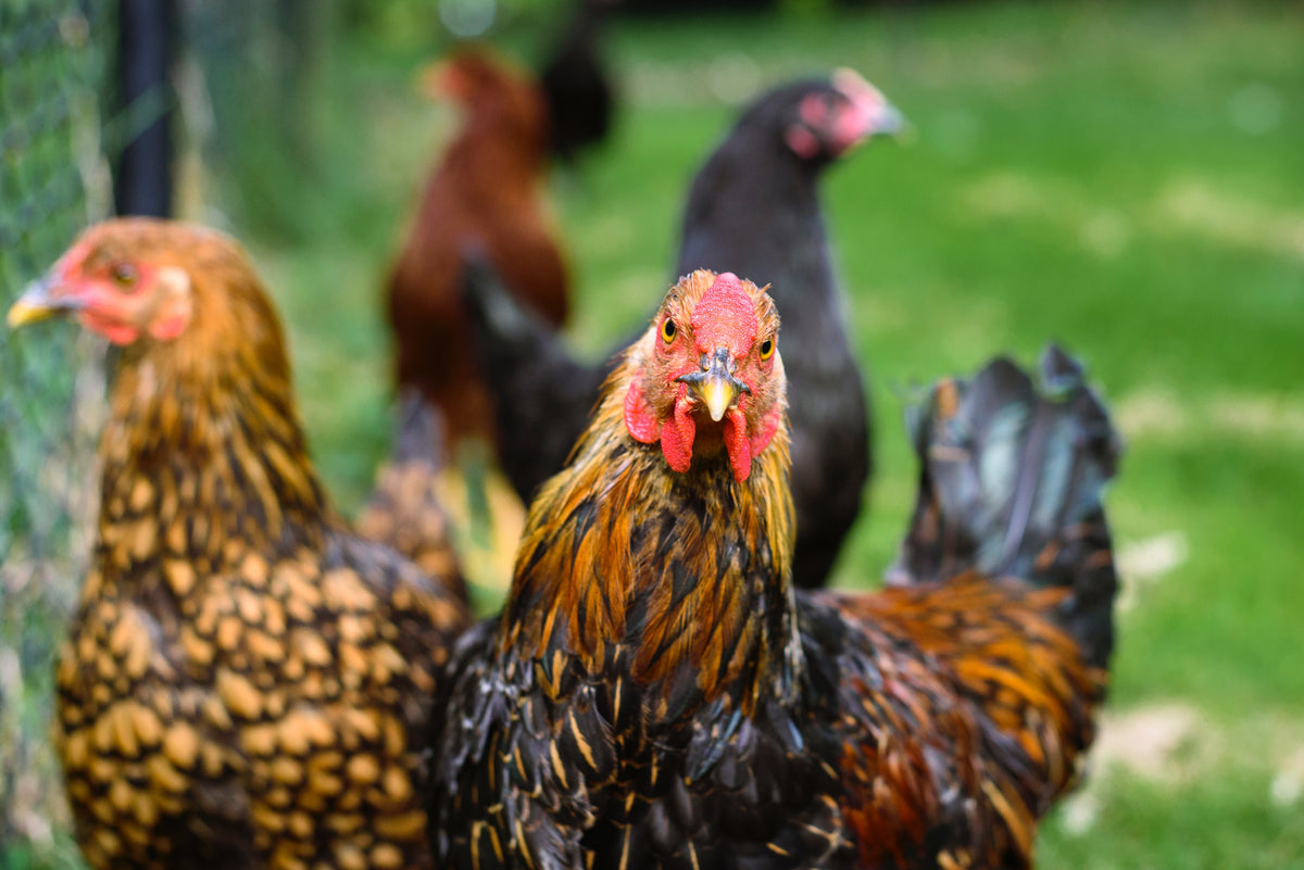 Quarantine will minimise the danger of illness spreading between ill or new chickens into the existing flock