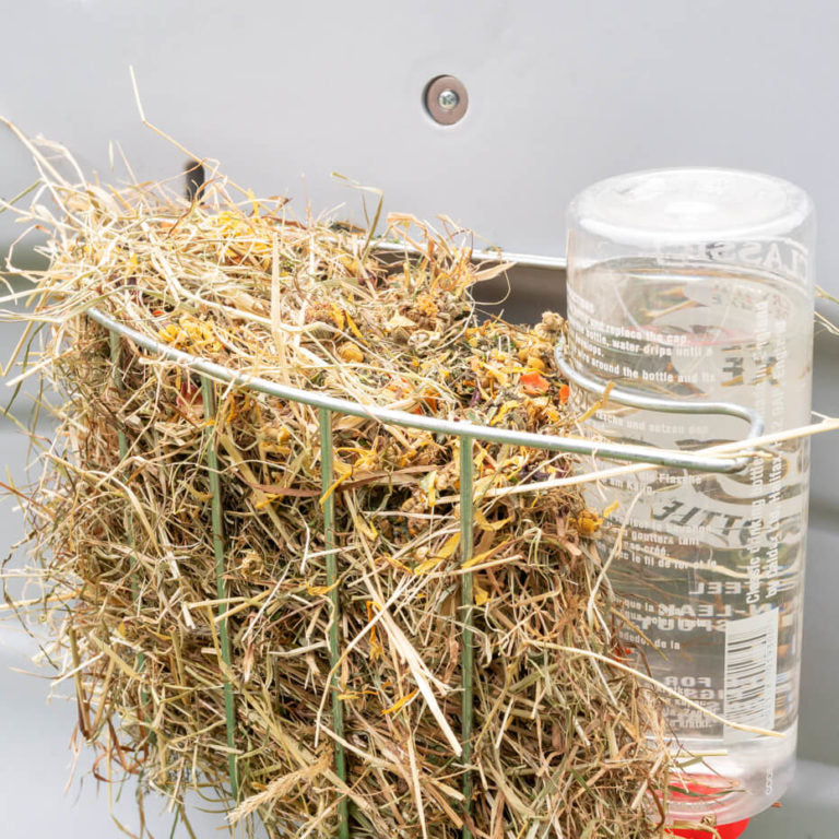 A constant supply of hay helps guinea pigs and rabbits to maintain their teeth