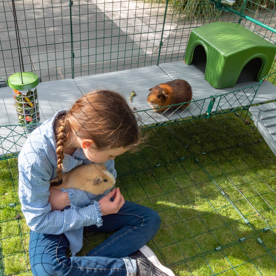 Give your guinea pigs more space with a Zippi Platform