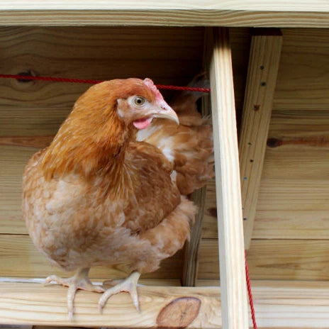 Keeping your chicken coop clean