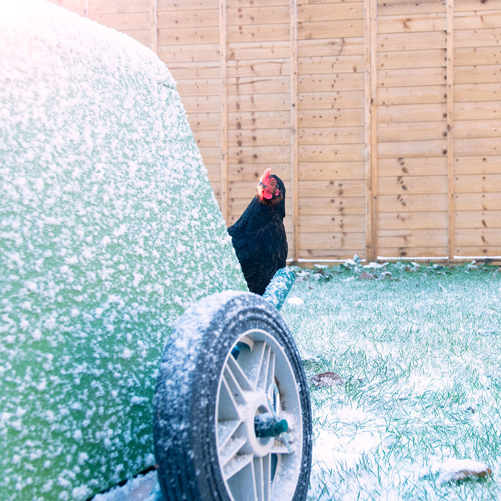 your chickens will be able to keep warm by snuggling up in the coop