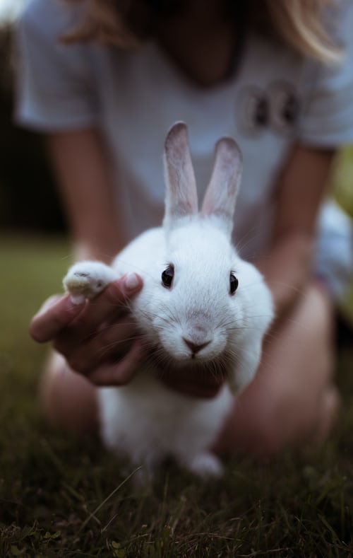 How to help rabbits with territorial aggression and biting