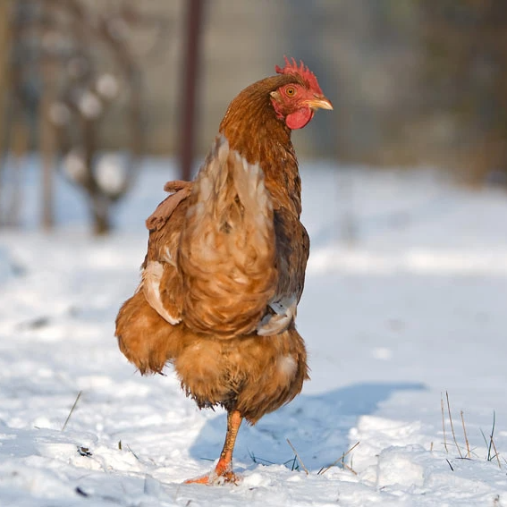 Cold weather will not prevent them from going about their usual business of scratching and pecking