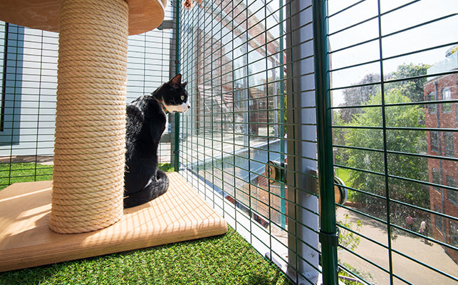 Enhance your Cat Balcony Enclosure with scratching posts, cat trees, interactive hanging cat toys and more