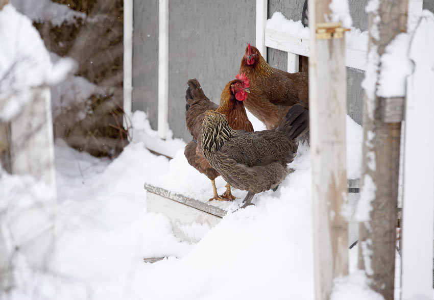 Chickens can manage cold conditions as long as they have a warm, dry coop to retire to