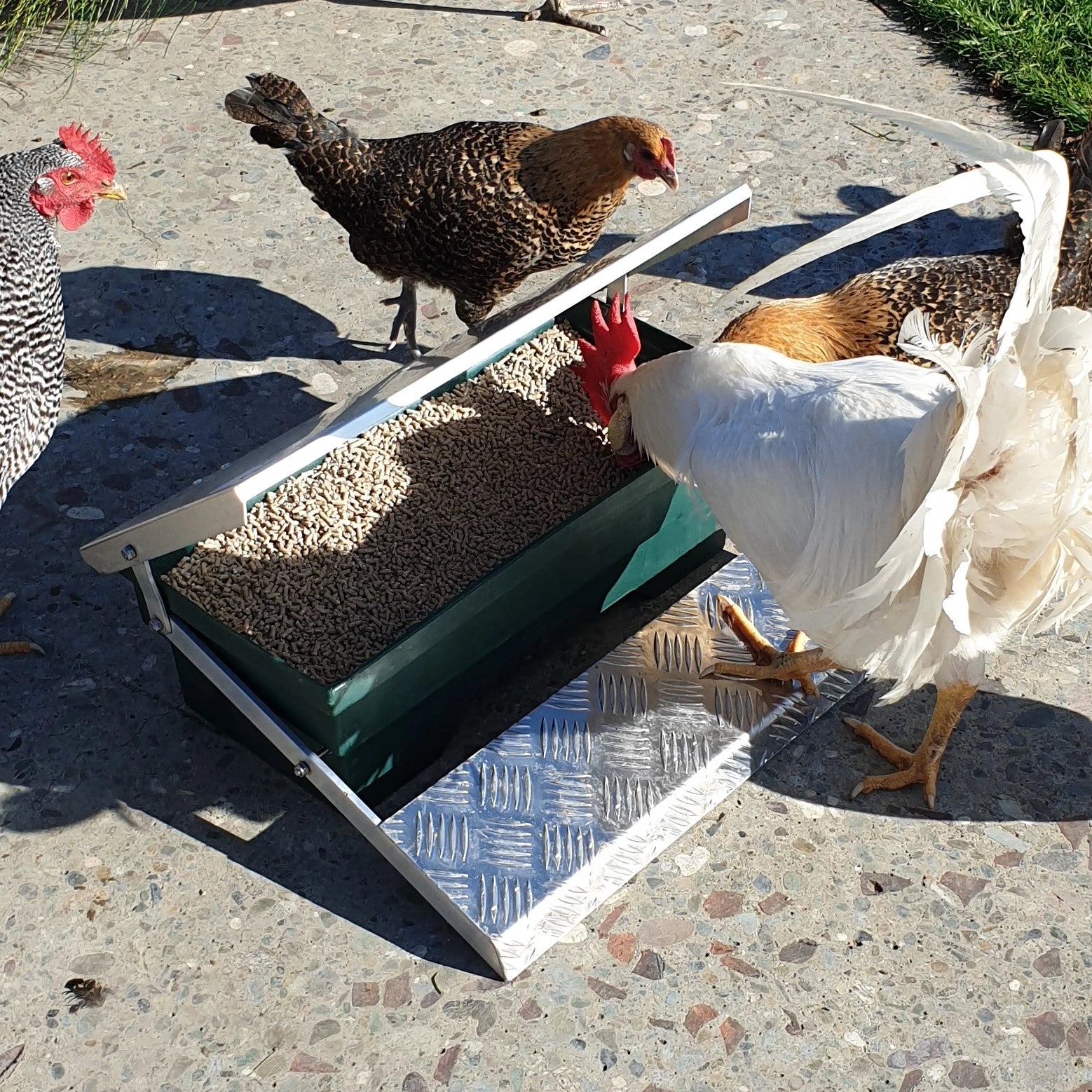 Auto step on feeders for chickens