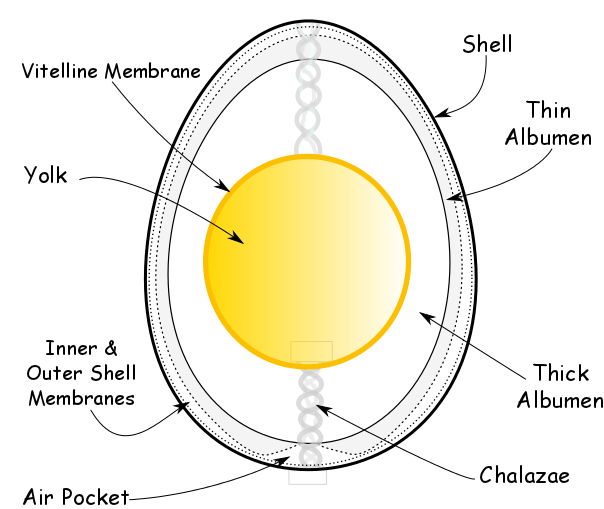 When hens are laying well, they will produce a new egg every 25.5 hours