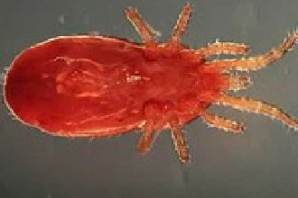 red mite under a microscope