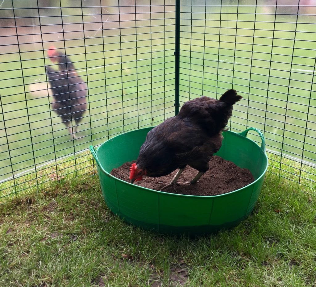 How To Make A Dust Bath For Your Chickens